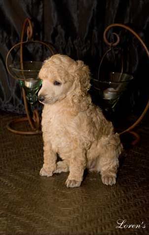 Puppy