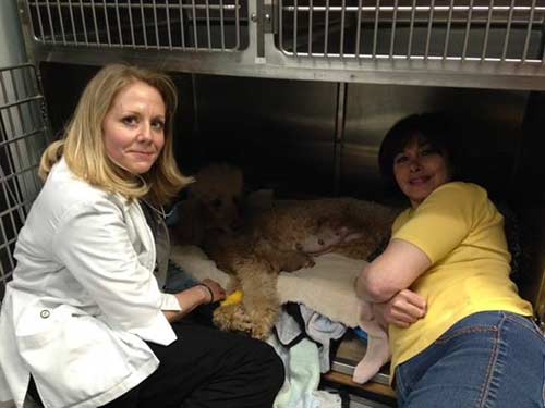 Dutchess was born by an emergency C-section at Mountain View Vet, a singleton puppy