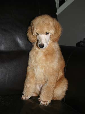 Dutchess at 8 weeks old