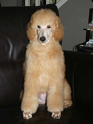 Dutchess at 3 months old