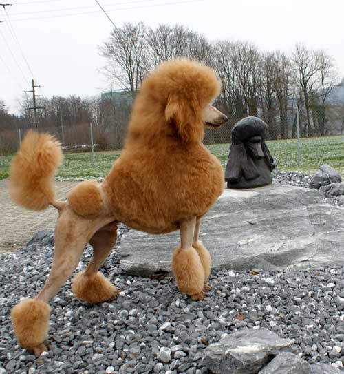 Ch. Lumiere's Red Hot Piccadilly