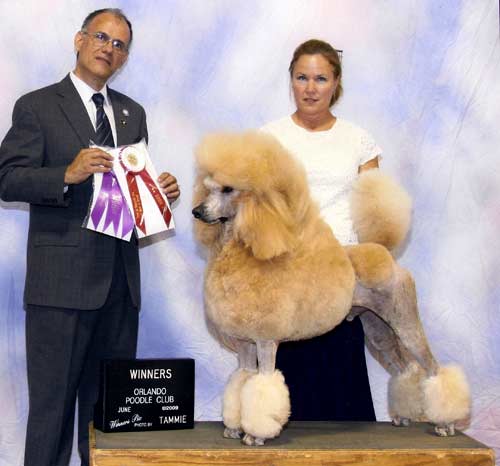 Ch. Bella's Whose Your Daddy at Lumiere