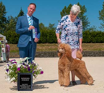 Ch. Lumiere's Bitter Sweet Symphony